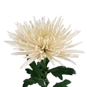 Chrysanthemum Spider