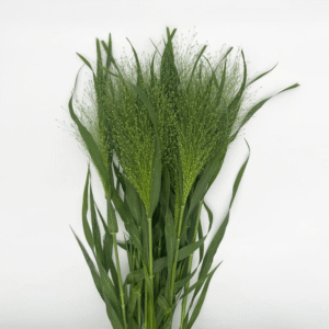 Panicum Fountain
