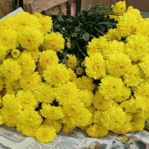 Chrysanthemum