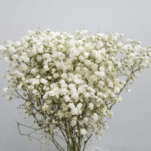 Gypsophila