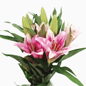 Lily