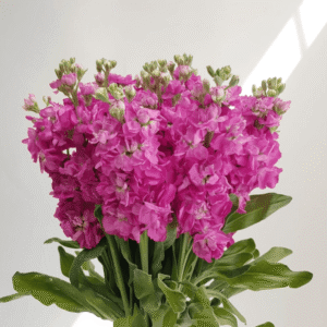 Matthiola