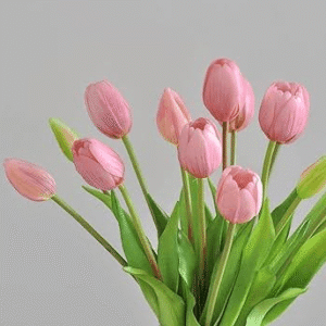 Tulip